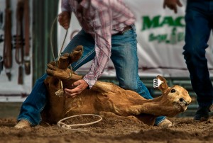 A calf is tied at a rodeo in Las Cruces, N.M., April 26.