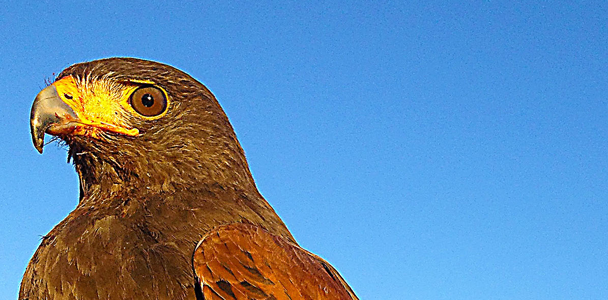 HarrisHawk