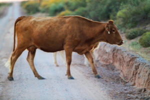 " A cow that was crossing the road on La Mesa N.M."