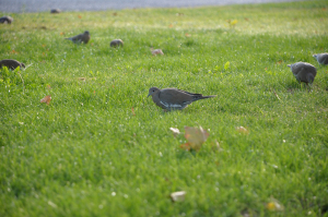 pigeons looking for food in the grass