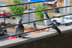 Pigeons rest on a balcony as street sweepers drive down the road. 