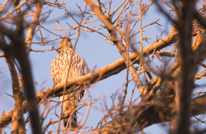 A Cooper's hawk hunting for doves.