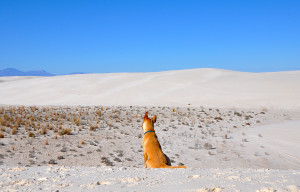 Al the dingo contemplating what he would miss if he had to leave the planet.