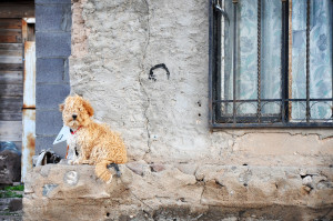 A small dog guards the front of an old home in Hatch, N.M.