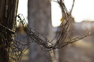 spiderweb on fence