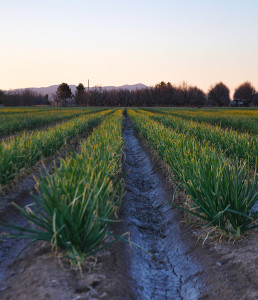 Onion field on the outskirts of La Mesilla New Mexico.