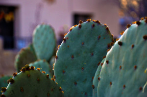The cactus in it's natural environment used to decorate a home in Old Mesilla. 
