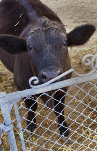 Cow peering over the fence