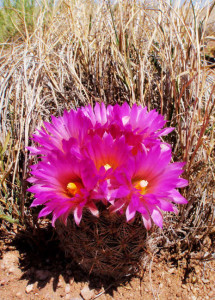 Spring has come to southern New Mexico, this barrel cactus was in full bloom at Victorio springs in the Florida mountains. Victorio was an Apache chief that led roving bands of Indians in harrassing the settlers of New Mexico, prospectors stumbled upon Victorio and his renegades at this spring early one morning, in the battle that ensued Victorio was shot, he died later somewhere in Mexico from the wound.