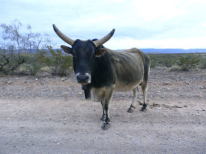A bull on the outskirts of Tularosa.  He was scary but seemed like a gentle giant. 