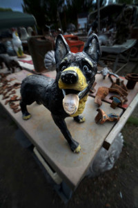 A happy dog looking for a new owner as he sits happily on a table of other odds and ends.