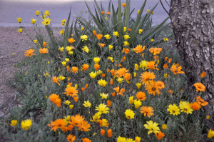 Flowers around the small town of Tularosa