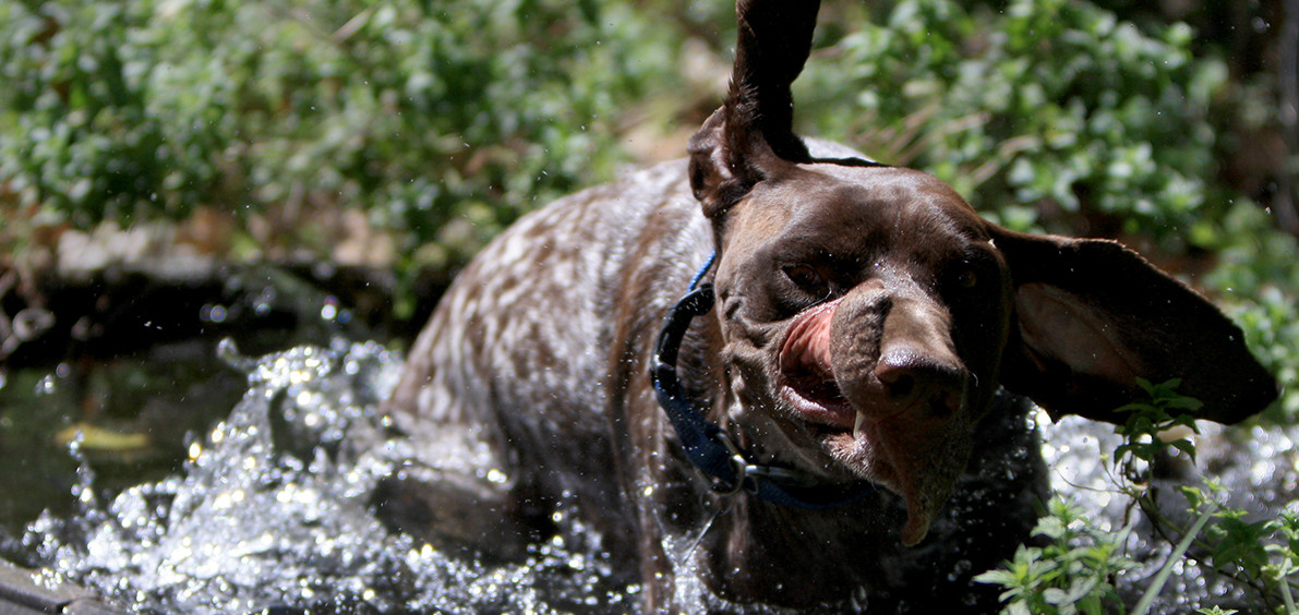 Playtime Swim Break