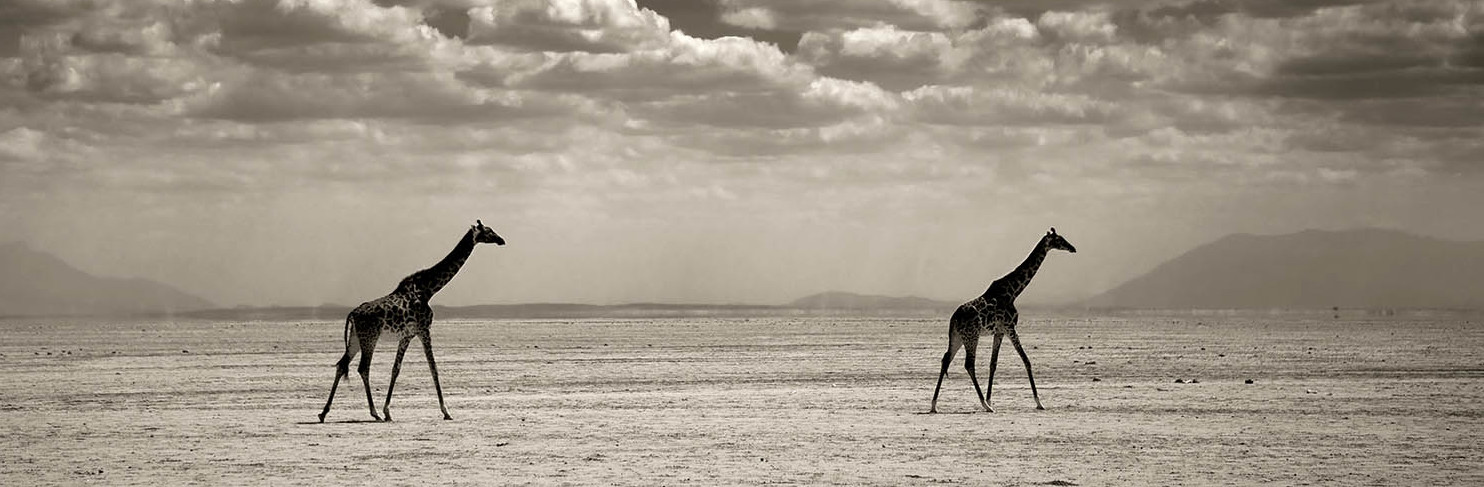 GIRAFES IN AMBOSELI PARK, KENYA