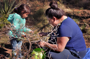 Aria Rael, 2 years old, picks Piñon for the second time this month with her Aunt Nicole Perez in Eastern Albuquerque.