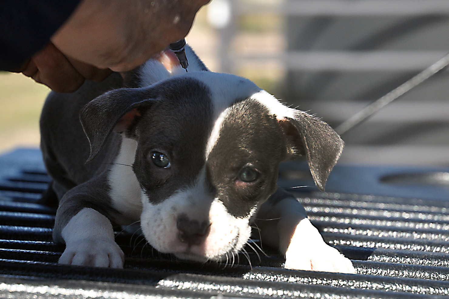 Mobile Pet Vet