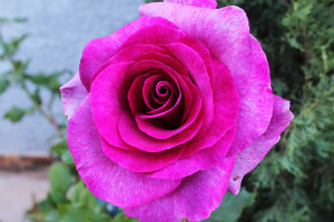 A pink rose in El Bosque.