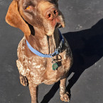 German Shorthaired Pointer Lambeau sits and waits patiently for a treat for his good behavior December 2, 2015.
