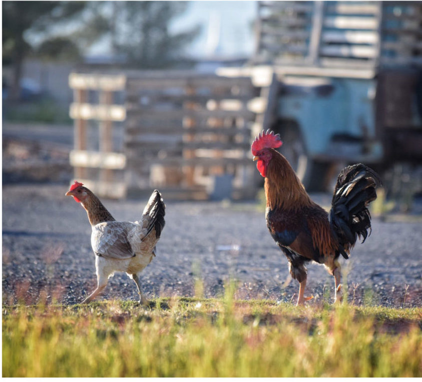 A rooster and his woman