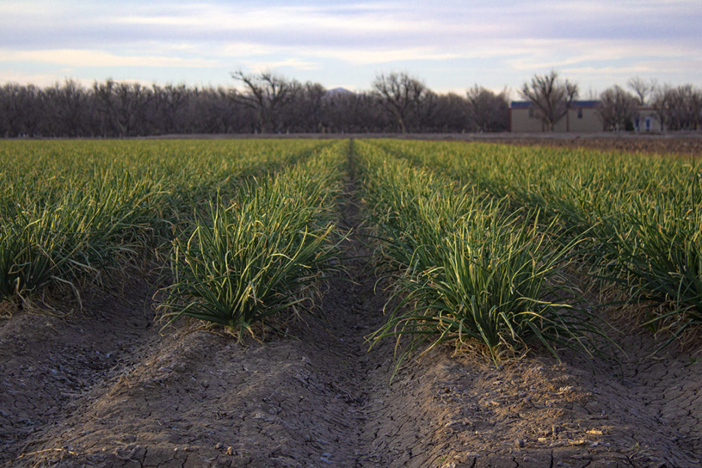 Farmland