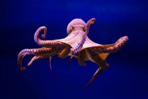 OCTOPUS VULGARIS